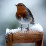 Christmas Card, Robin on Handle - F2118 - CMS - Pack of 10 