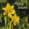 Easter Cards - Spring Daffodils - ESC